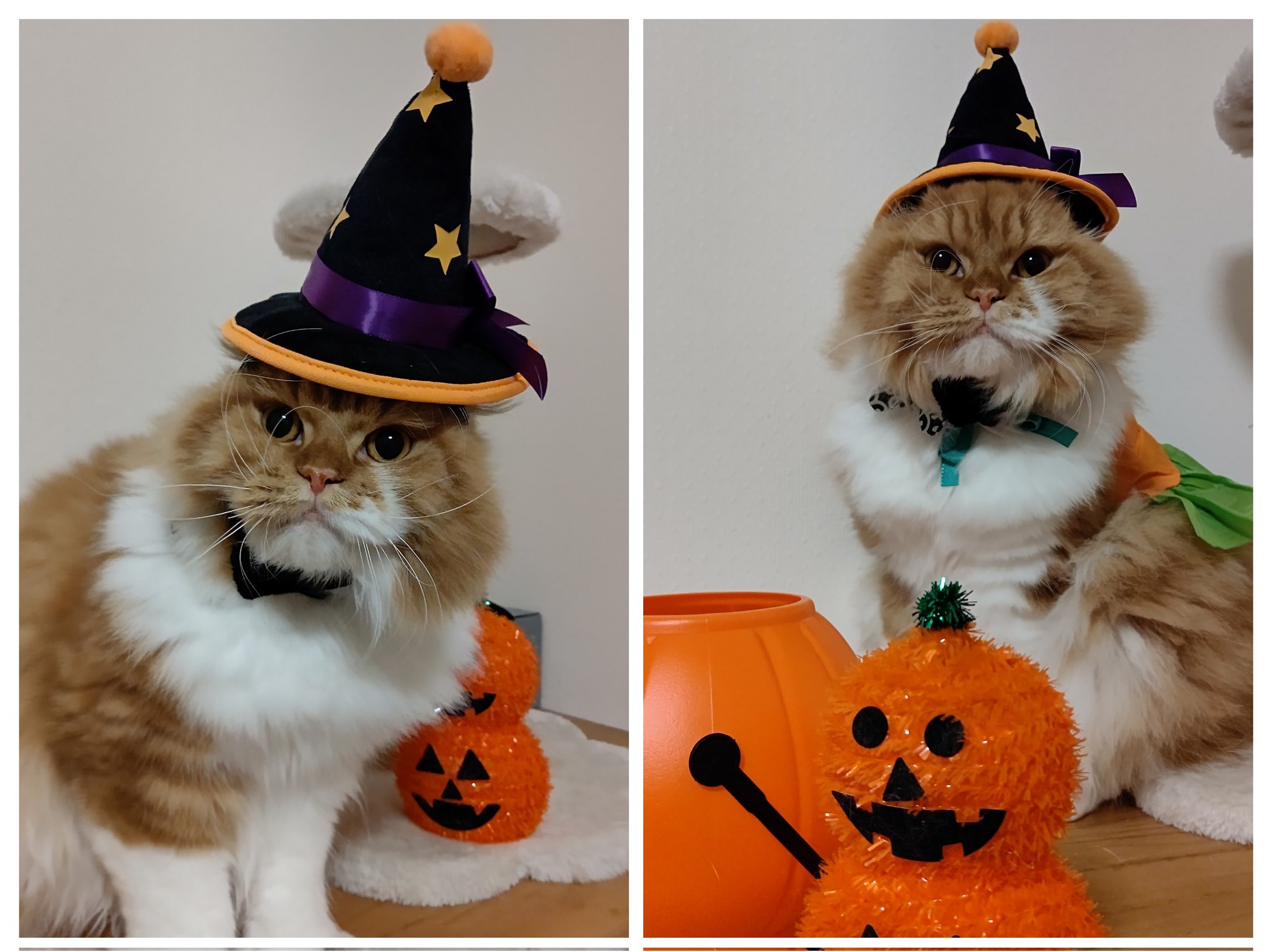 猫のハロウィン Twitter Search Twitter