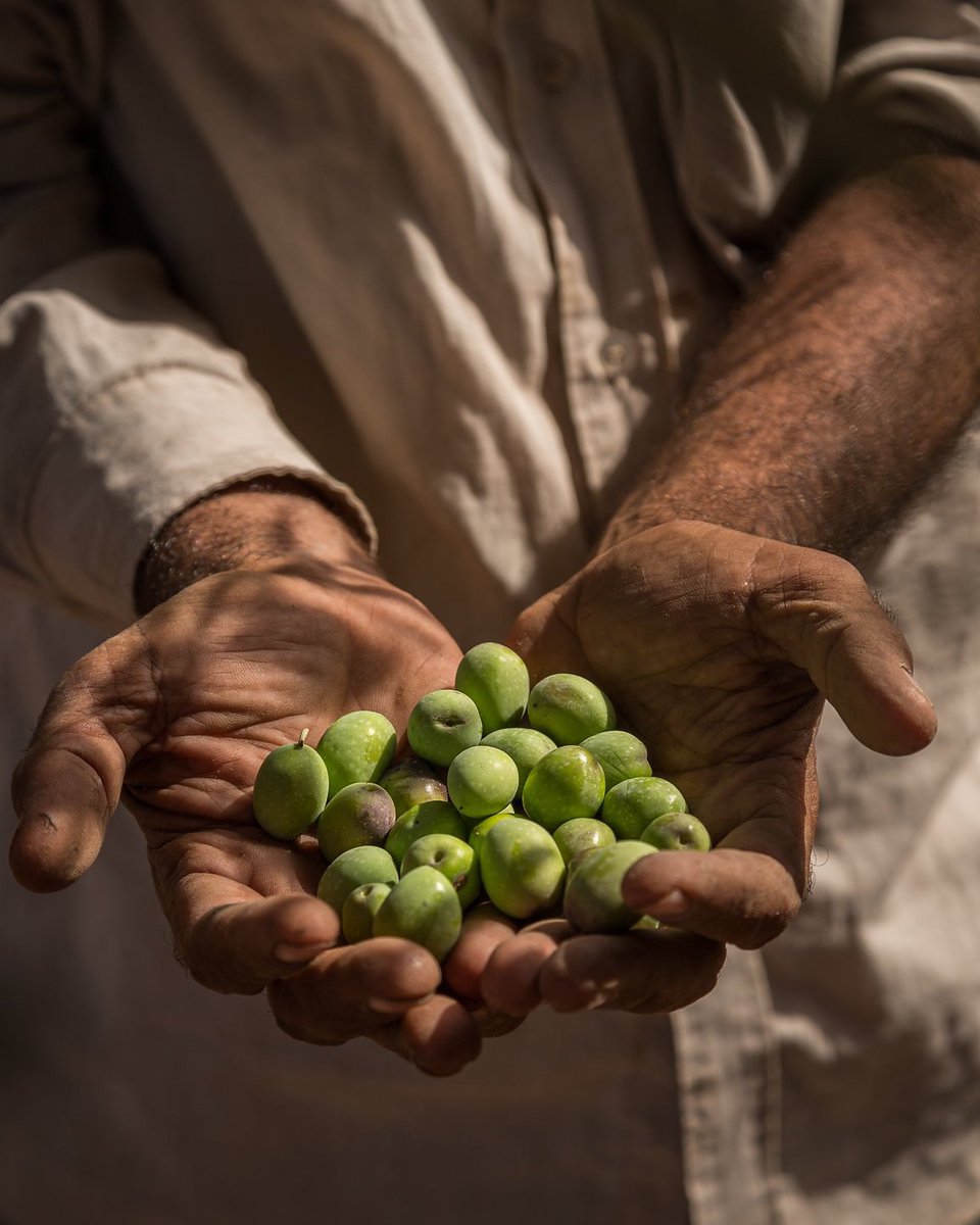 GoodMarket_'s tweet photo. .@Zaytoun_CIC was founded in 2004 to support the livelihoods and resilience of Palestinian producing communities through fair trade. 🇬🇧 

https://t.co/wY1WXyflsM https://t.co/RMedoNhRfK