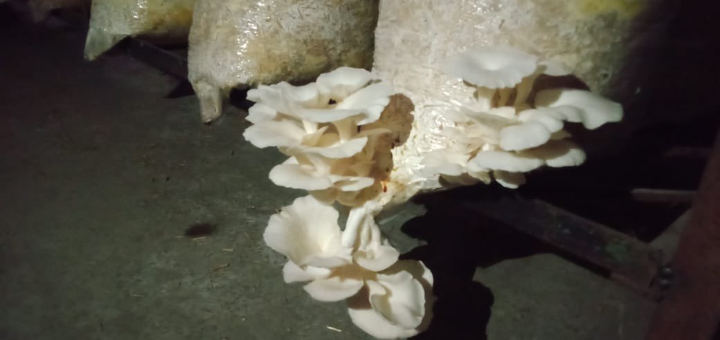 Saket Badola tweet media