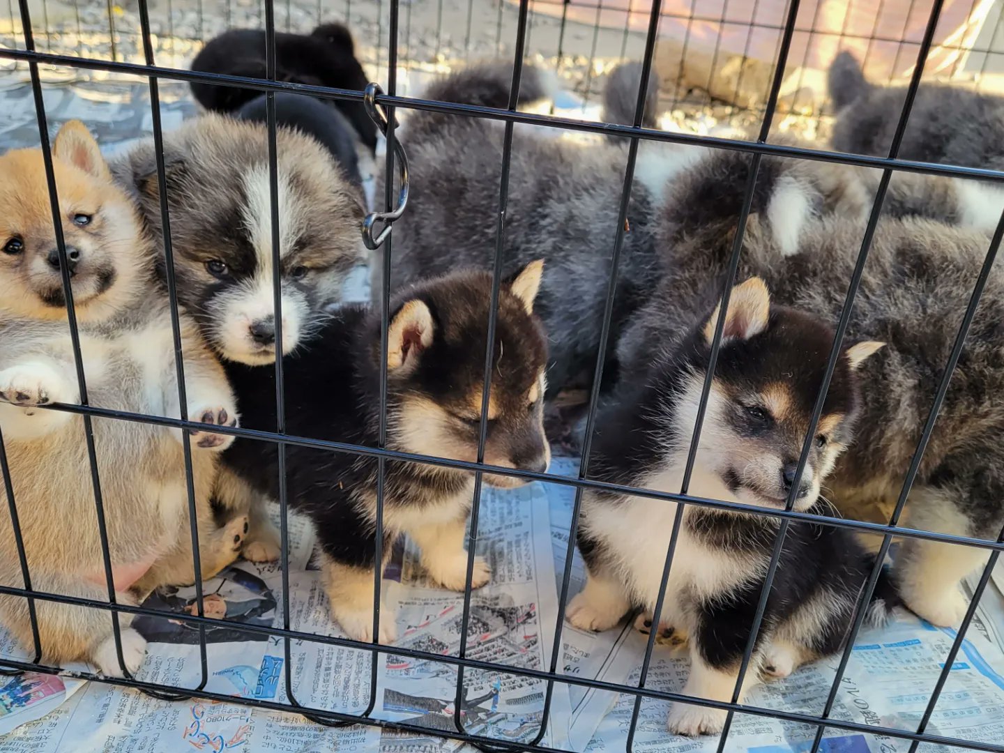 秋田犬ブリーダー Twitter Search Twitter