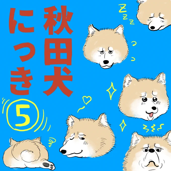 秋田犬にっきまとめ⑤です!永久歯が生えてきました。あとお芋とかぼちゃ好きなのわかりみしかない～～ #秋田犬 #漫画が読めるハッシュタグ 