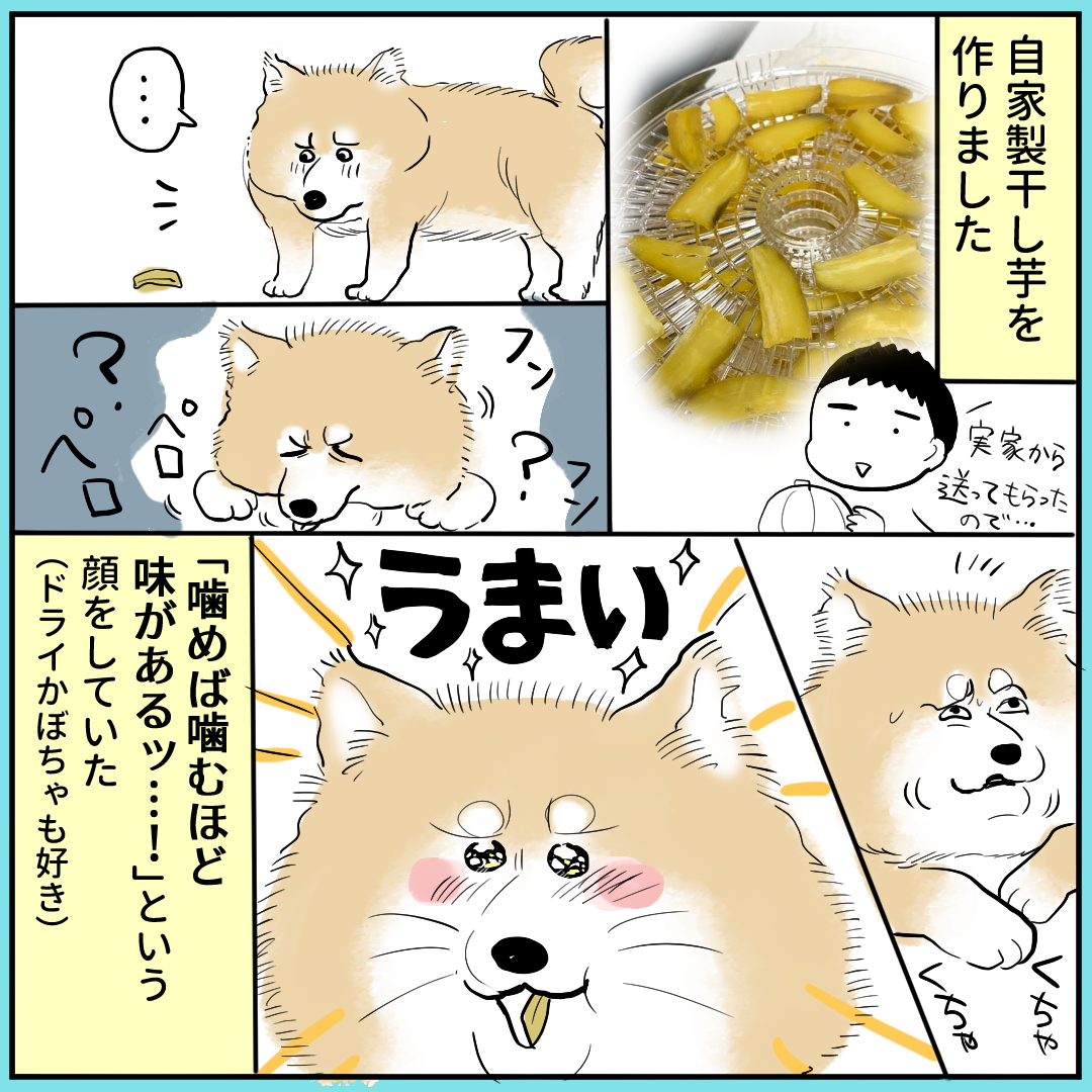 秋田犬にっきまとめ⑤です!永久歯が生えてきました。あとお芋とかぼちゃ好きなのわかりみしかない～～ #秋田犬 #漫画が読めるハッシュタグ 