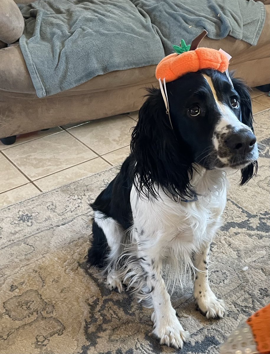 ClawsFins's tweet photo. Please look at this perfect pumpkin! We’re slowly working up to a full costume lol #Halloween #pets #dogs #DogsOnTwitter #CuteAnimals #springerspaniel https://t.co/zMHzz1MSLF