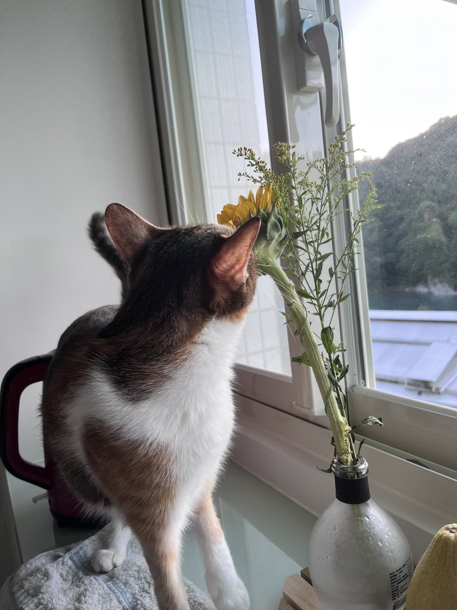 Winnie_0809_'s tweet photo. 灰濛濛的雨天有著搭上望著窗外的Kitty https://t.co/Z4msXWdgYO