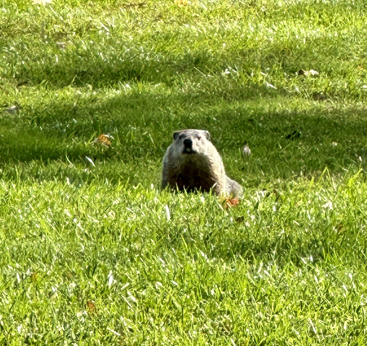 Ame Dyckman✨ tweet media