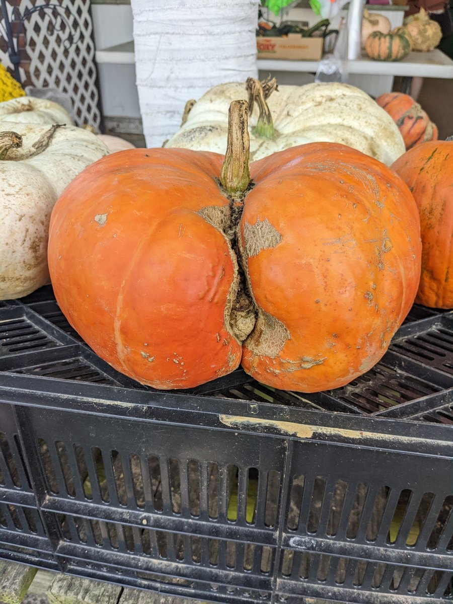 We pumpkint.

...still have to decide what to do with this NOT GOATSIE one...

Suggestions?
#PumpkinPoll #PumpkinCarving