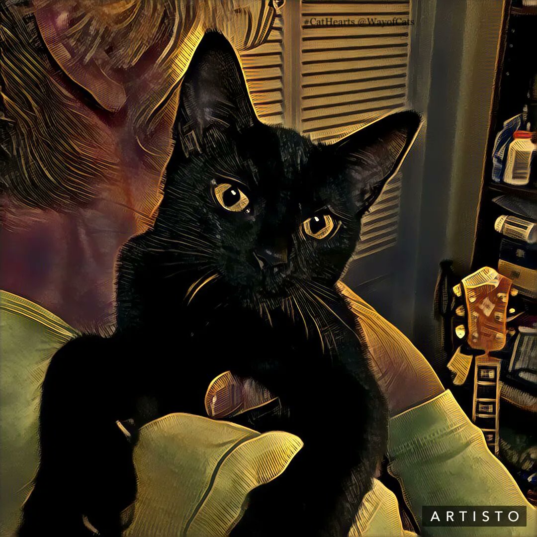 WayofCatsbook's tweet image. Do cats care about people? Deeply underestimated. - the Way of Cats buff.ly/3jX1z1Z

Accurate science helps correct the myths that poor science had a hand in creating.
#CatMythbusting #CatLovers #CatsOfTwitter #CatHearts #CatScience