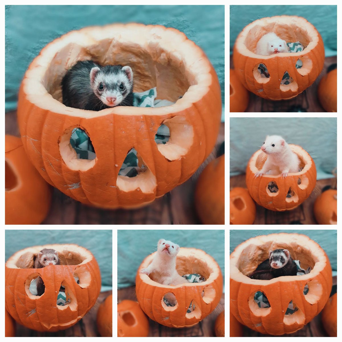 PoppyB_00's tweet photo. Happy Halloween! 👻🎃🧙💀🧡💜🧡💜🧡💜🧡 #ferrets #Halloween2022 #halloweenpet #peekaboo #Halloween https://t.co/l0axuh9HSM