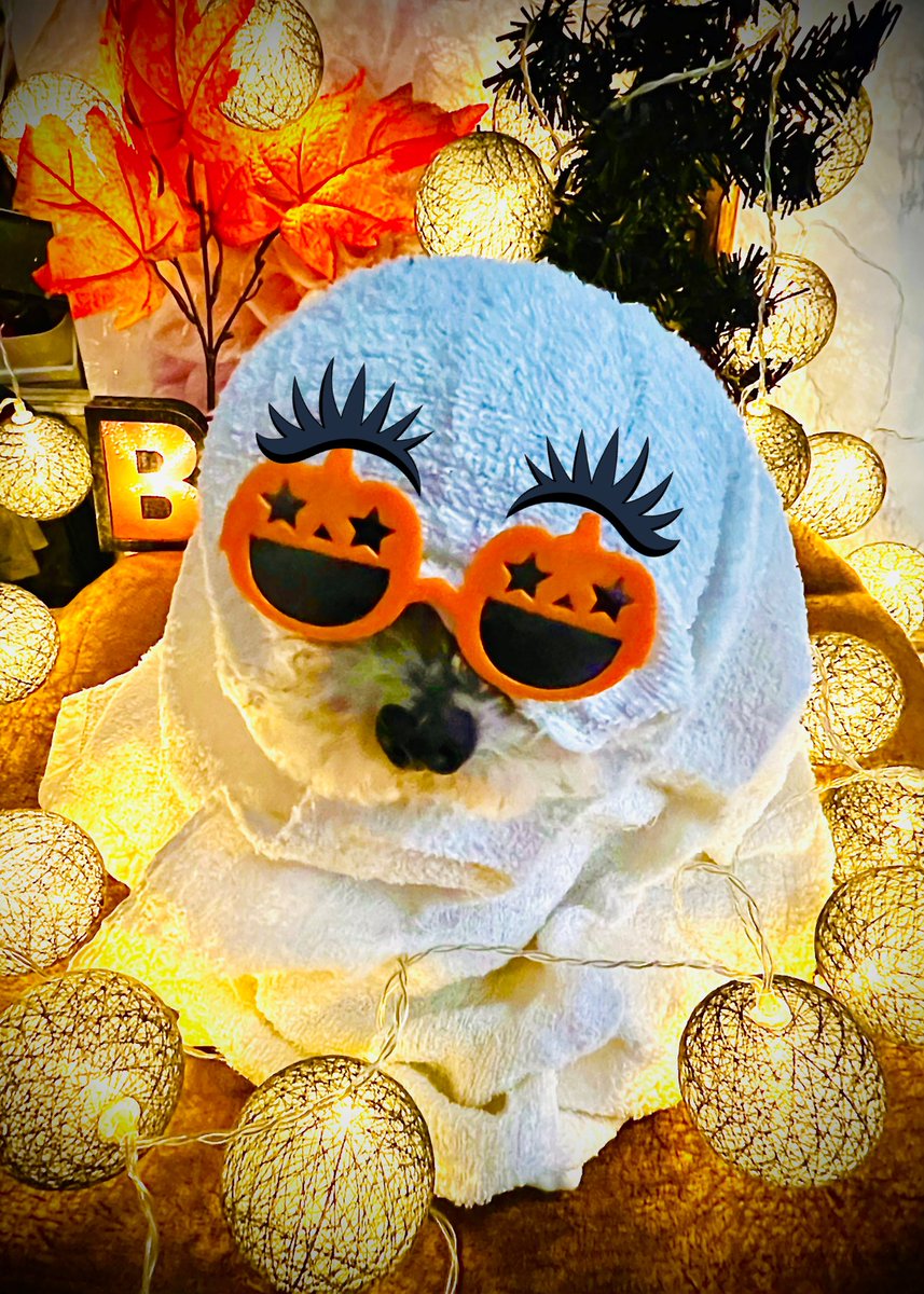 milpono8's tweet photo. happyhalloween👻流行りに乗ってみた🏄‍♀️
オバケも休憩するらしい…🤭
#Halloween #prayforitaewon #Halloween2022 #happyhalloween
#ぽのCH #犬好きさんと繋がりたい #犬のいる生活 #仮装 #ハロウィンコスプレ祭り #อิแทวอน 
#lovedog
#토입뿌드르
＃멍스타그램
＃개스타그램
#멍멍
#개 https://t.co/hyzYGdMrmW