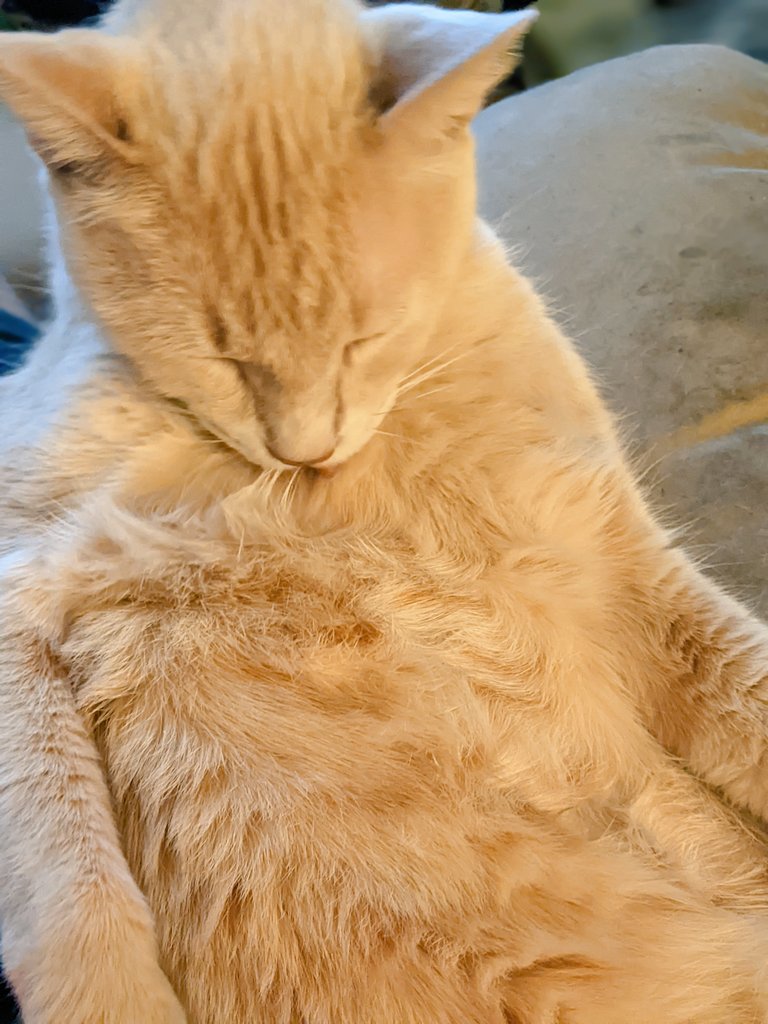 Daddy says my bathtime is keeping him from going to bed...  Ridiculous!

#cats #bathtime #mlem #blep #CatsofTwittter