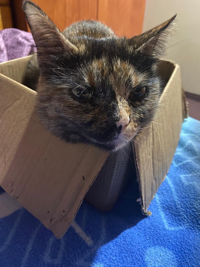 All boxed up and cozy. Happy Sunday everyone! Please know that I love you all 😻#CatsofTwittter #cats #tortie #tortieclub #catboxsunday