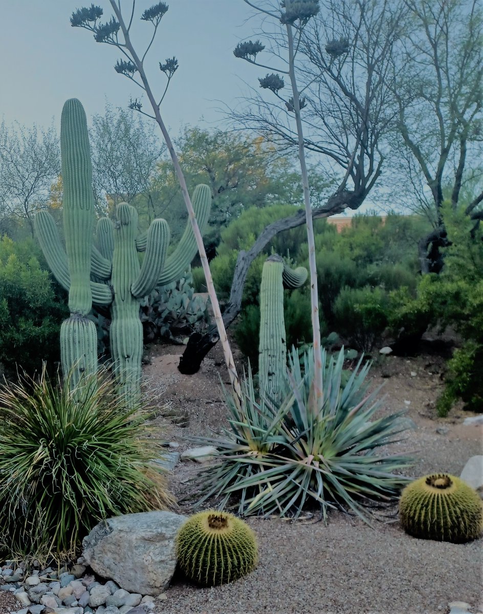 Soares_CM78's tweet image. The 15th Symposium of The International Society of Exercise Immunology (ISEI) in Arizona was excellent!! We had the opportunity to share our ongoing work, to create new connection and to learn a lot!!!!