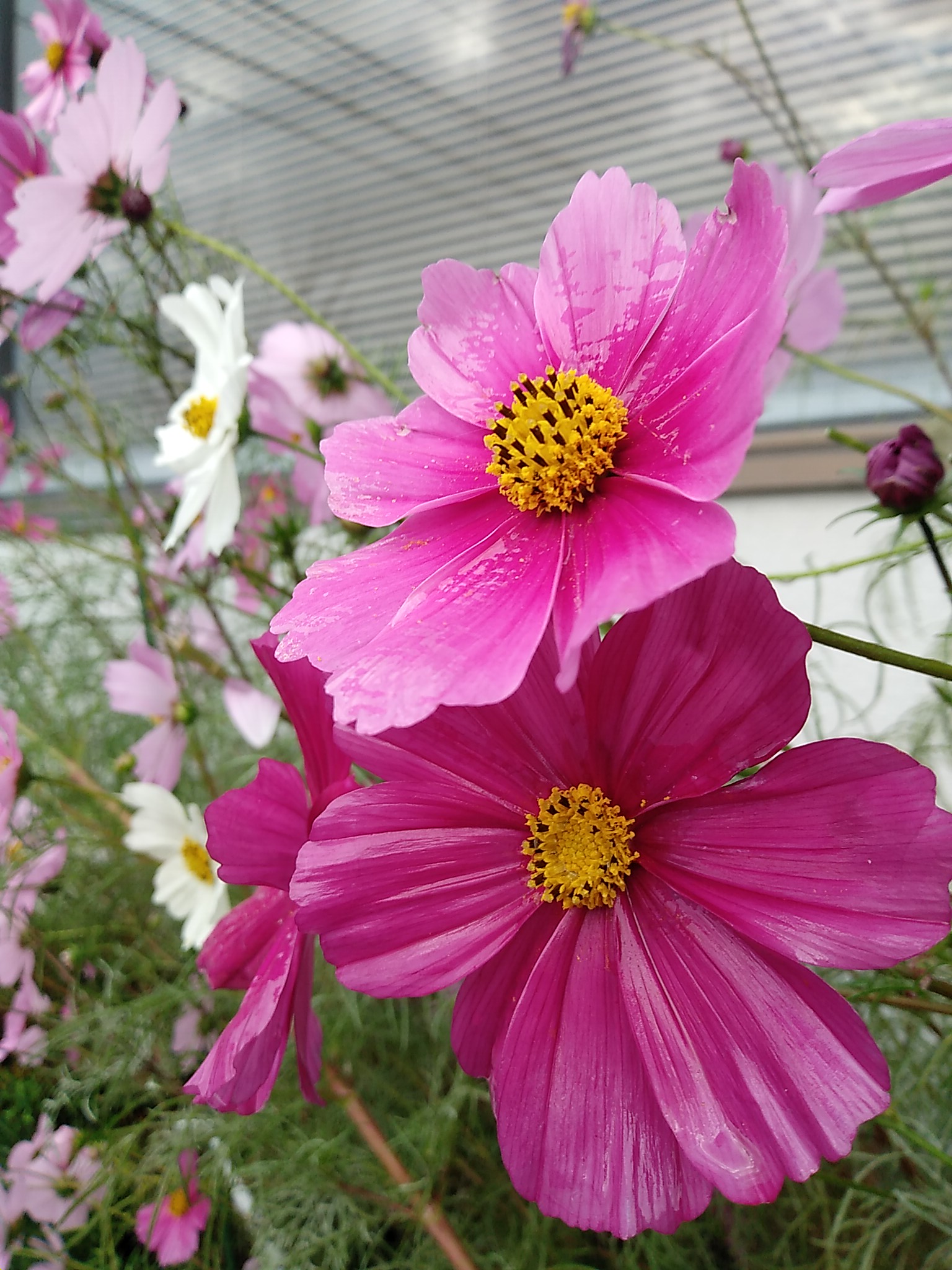 秋桜 山口百恵 Twitter 搜尋 Twitter