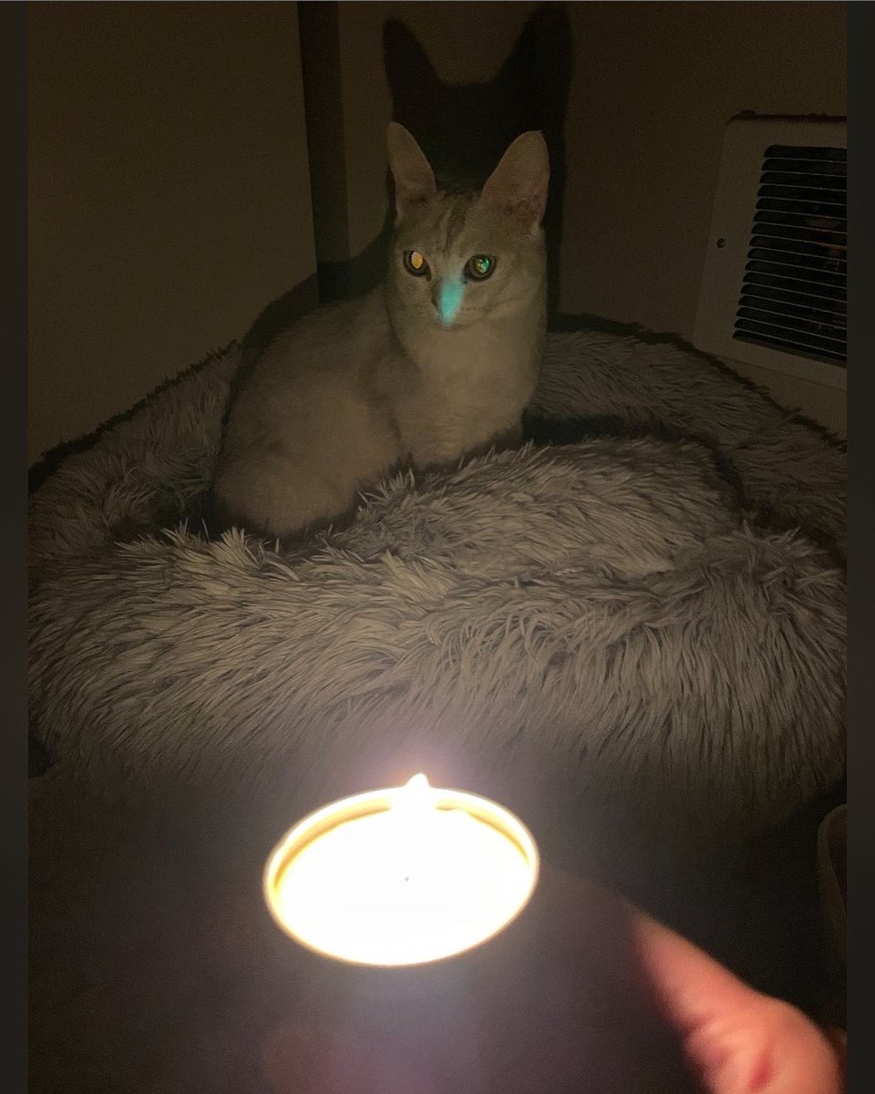 I heard it was #nationalcatday and Halloween. I combined both. Then there was a blackout. How fitting. 🕯 👻 🎃