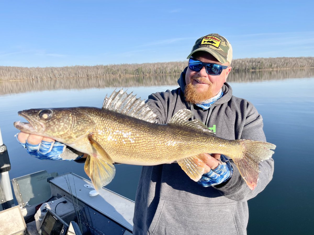 brobull's tweet image. Happy Halloween Eve ‘ Evening Everyone’  Warm “Spell” Walleye On  Northland Fishing Tackle Tungsten Jigs did the “ Trick for a grand Walleye “ Treat!” 
Good  Luck Fall Fishing Anglers !
“ Happy Halloween!”, B🎃🎣
#catchthemonkey @NorthlandTackle @FishMonkeyGear