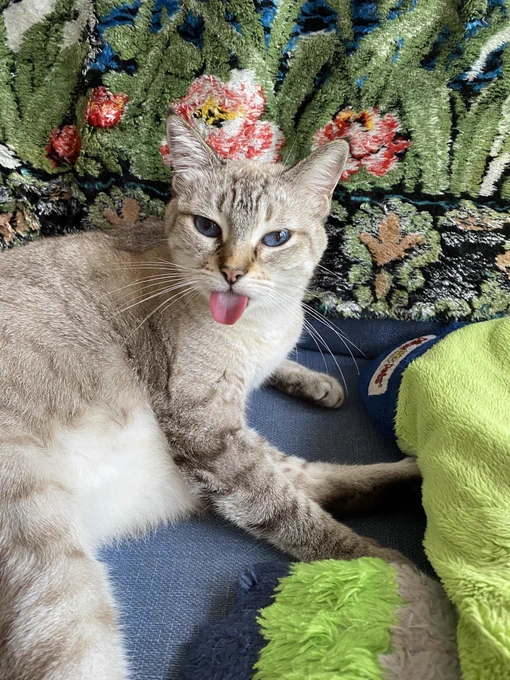 gray and white cat with blue eyes and a long pink tongue