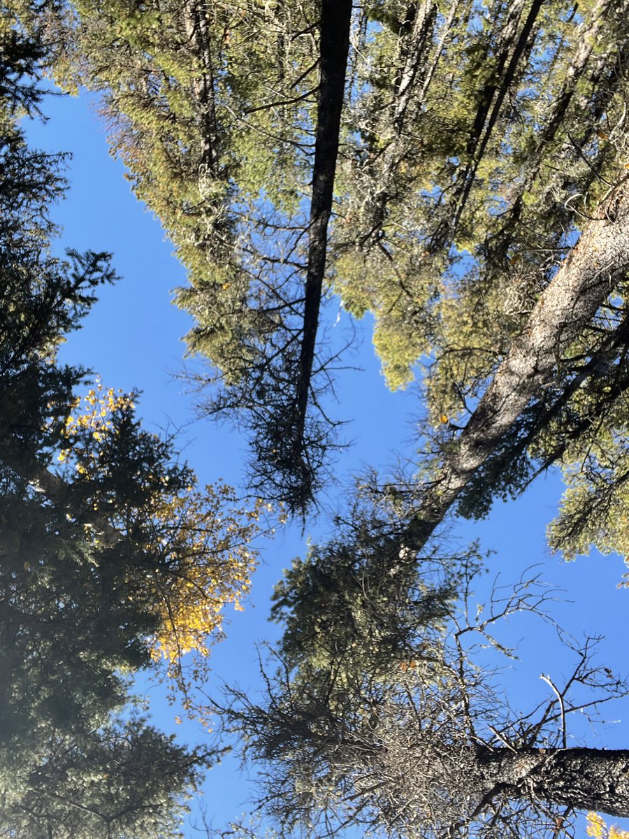 NFT_Collectivve's tweet photo. @DavidMariposa1 Fall in the Forest. #OctoberFlashback https://t.co/VnlM1KVlXv