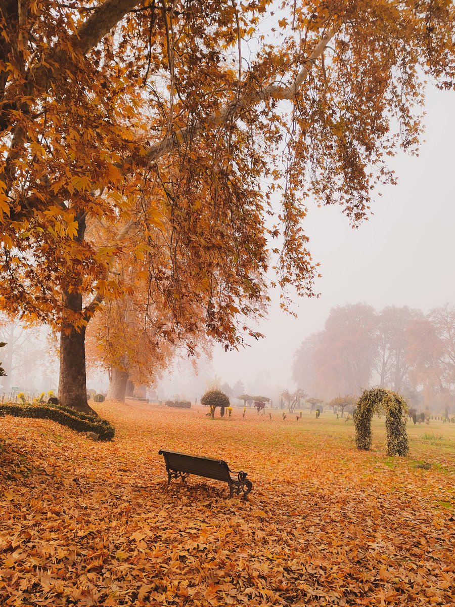 Another fall, another turned page... #shotrealme @realmeIndia @realmeglobal @realmeCreators #kashmir #autumn #AutumnVibes