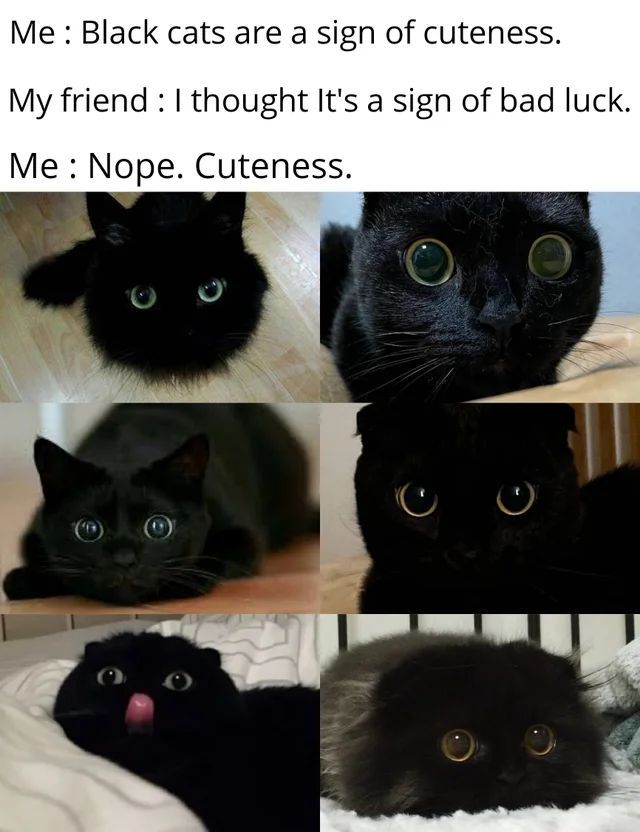 kittywyldchyld's tweet photo. Nope. Cuteness! #blackcatsrock #catladylife #keepemsafe #love4blackcats #catmemes #catladylife #catmemes #catpics https://t.co/twvk8wBO2S