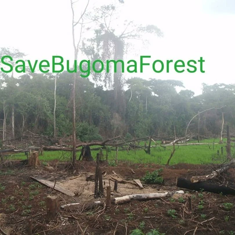 endelstamberg's tweet image. I am Endel Stamberg, a climate activist from Germany. Uganda forest cover has depleted to 8%. And one of the forest in Uganda has been sold for agribusiness.  I’m calling upon activists around the world to add their voices on mine and #SaveBugomaForest! 
@KaoHua3
@Greenpeace