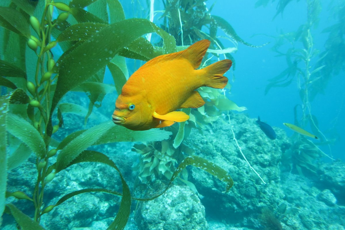 #wsn2022 We're looking for a few SCUBA divers who want to share a charter to dive Anacapa Island Nov 10.