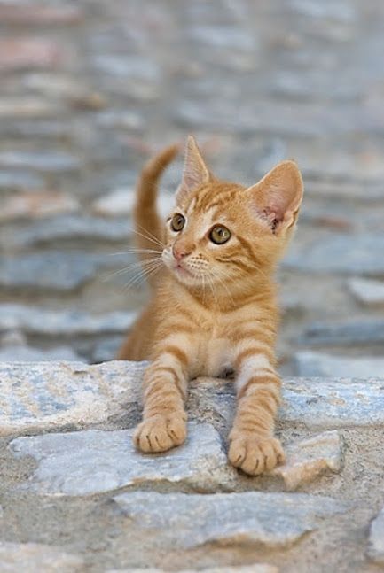 barbypada's tweet photo. ♡♡♡🐱♡♡♡ https://t.co/gUCv8g9VlL