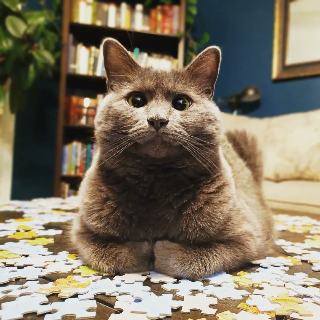 DLDanielsWrites's tweet image. The smug face of the universe after squashing my productive weekend plans.
#weekend #CatsofTwittter #tryingtowrite #nope