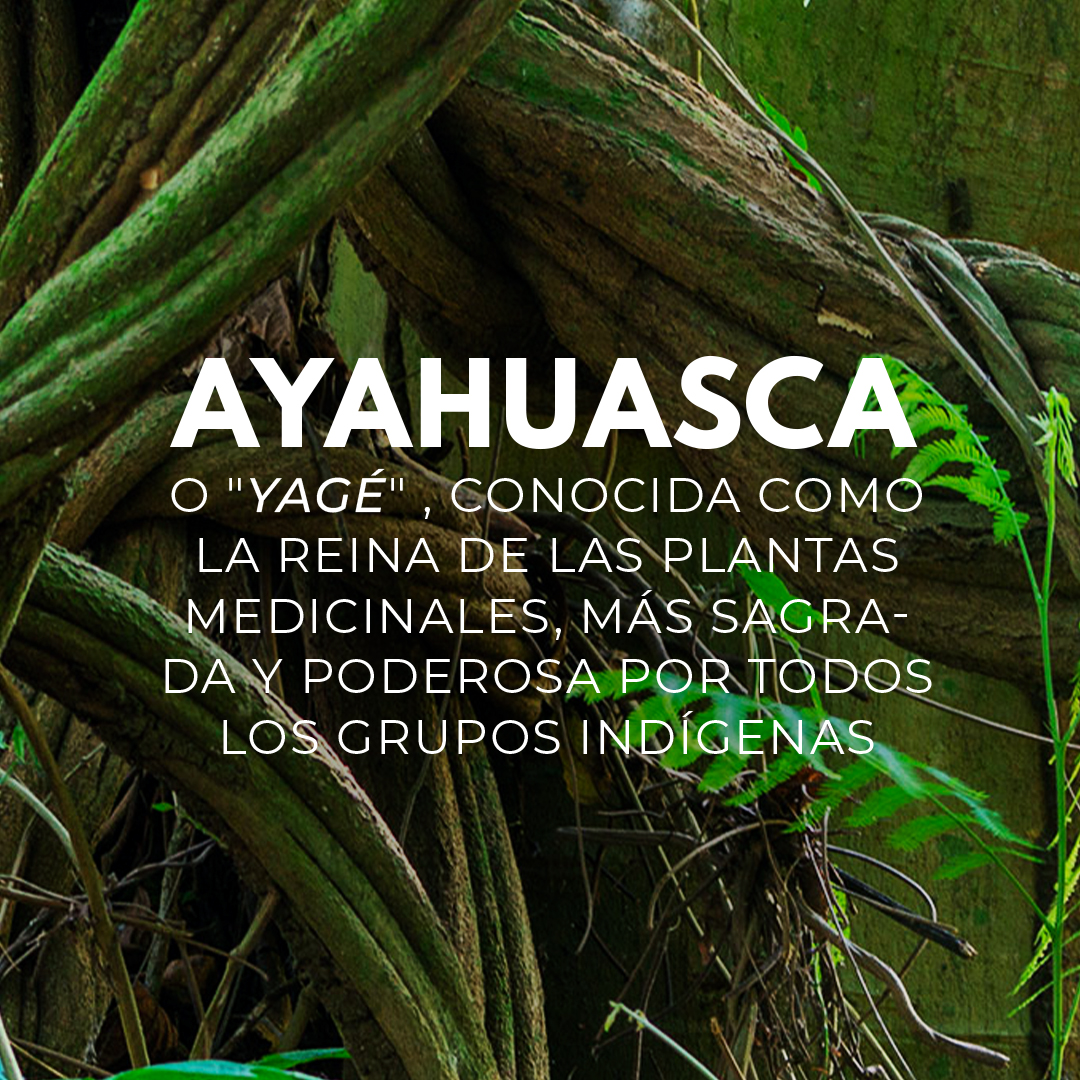 IntiNetwork's tweet photo. En esta ocasión conoceremos la comunidad Santa Rosa de Dinamarca, una aldea poblada por más de 400 nativos de la etnia Shipibo-Conibo, donde aprenderemos de las plantas medicinales de los bosques amazónicos del Perú.
#saberesmilenarios #generaciones #américa #amazonía #intiplay https://t.co/GQueijB1hN