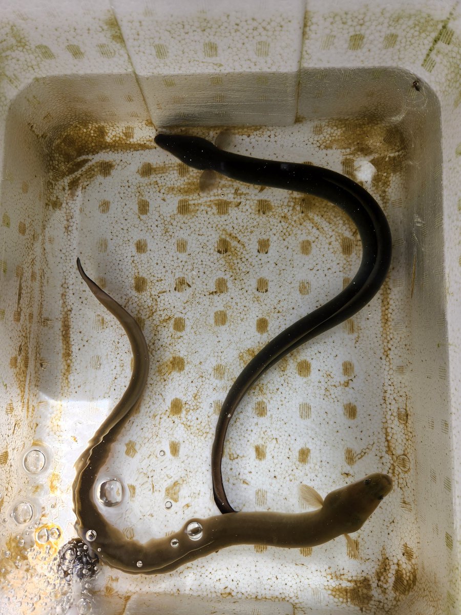 昨日はウナギ釣りへ。泥抜きして美味しくいただきます。