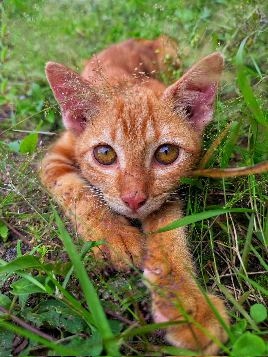 ayo tunjukkan jepretan meng kalian yg paling estetik! 🐈‍⬛