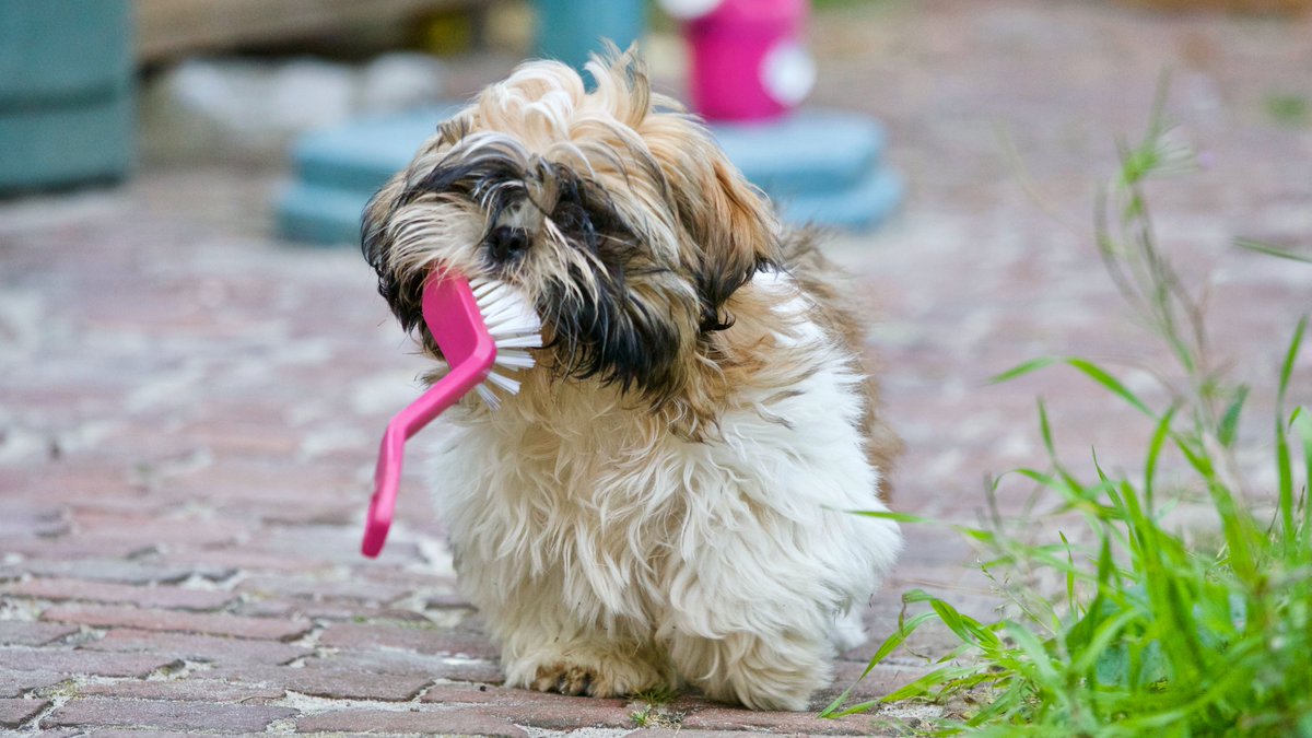 stevespets's tweet photo. You know that your family's best friends need to be taken care of, then visit https://t.co/sViJTFujir and make sure to shop for your furry friends today.
#pets #pet #dogs #petsofinstagram #dog #cats #dogsofinstagram #animals #cute #petstagram #love #cat #puppy #catsofinstagram https://t.co/M0Cka97MmA