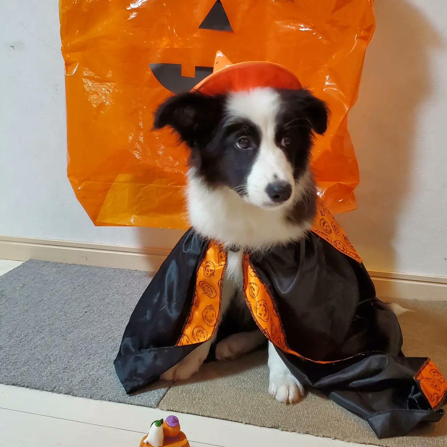 BORDER FINE ARTS ボーダーファインアーツ ボーダーコリー 親子犬-