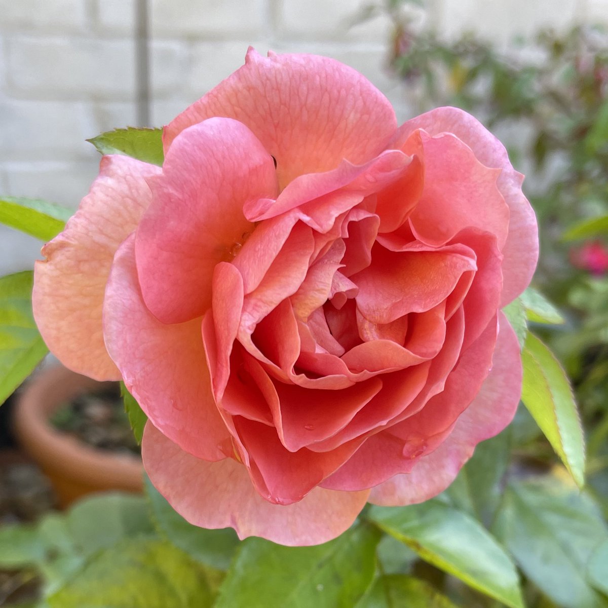 #CheeringUpMondays - ‘It’s A Wonderful Life’ - late October and still flowering. Rose of the Year 2022. #roses Have a good day everyone, take care #StaySafe #GardeningTwitter @loujnicholls @kgimson
