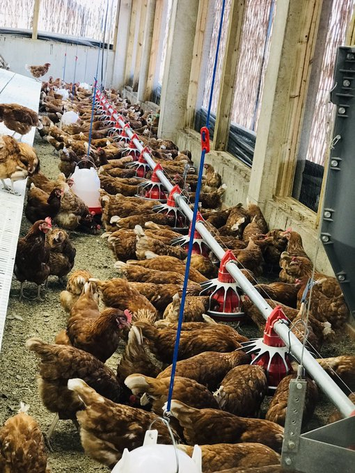 MugishaElie_'s tweet image. This poultry farm has automated feeding systems. 
please invest your knowledge in agriculture. There is still the room for innovations.