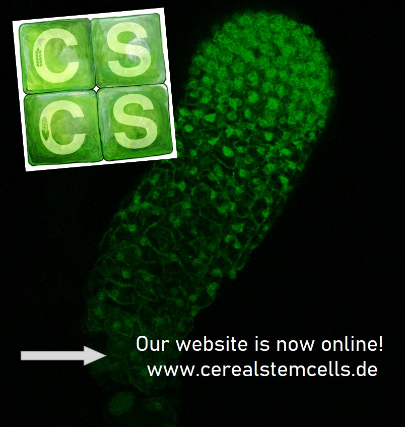 CerealCell's tweet photo. Our website https://t.co/UqbLrbSBur is now online 🤩! 
Here you will find some details about our research projects 🌾🌿🌽 and the scientists involved ​👨‍🔬​🔬​👩‍🔬​. https://t.co/pytupqyb0i