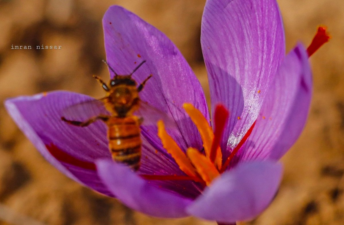 Imran nissar on Twitter "Kashmiri Saffron A Flower More Valuable than