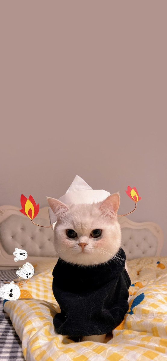 ʕ￫ᴥ￩ʔ นี่หมีเอง tweet media