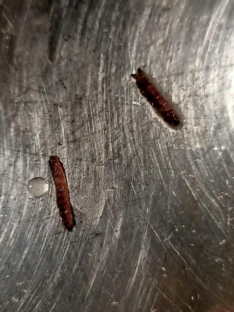 Pablo Bodega tweet media