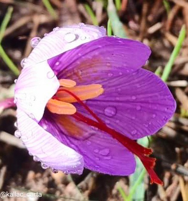 L'oro in un fiore..