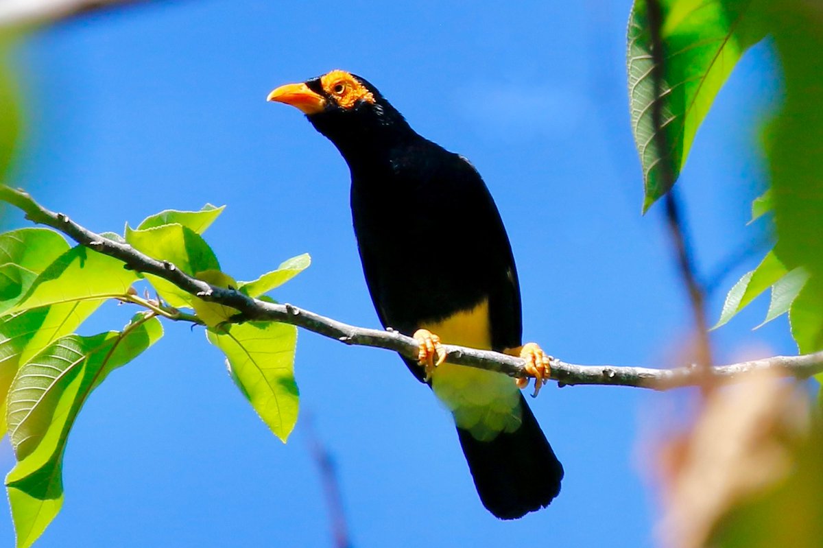 #BirdsSeenIn2022 A common endemic to the Bismarcks and Solomons is the colourful and noisy Long-tailed Myna (Mino kreffti). In the Solomons it's easy to spot on the forest edge, loudly calling  from treetops. <a href="/Britnatureguide/">The British Nature Guide</a> <a href="/birdsoftheworld/">Birds of The World: The Cornell Lab</a> <a href="/Pacific_Birds/">Pacific Birds</a> #solomonislands