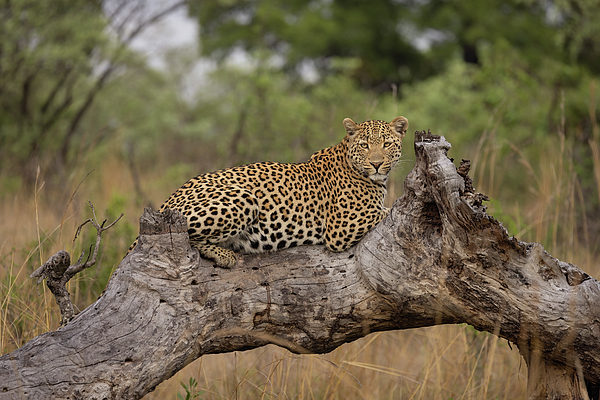 New artwork for sale! - "Branching Out " - fineartamerica.com/featured/branc… @fineartamerica