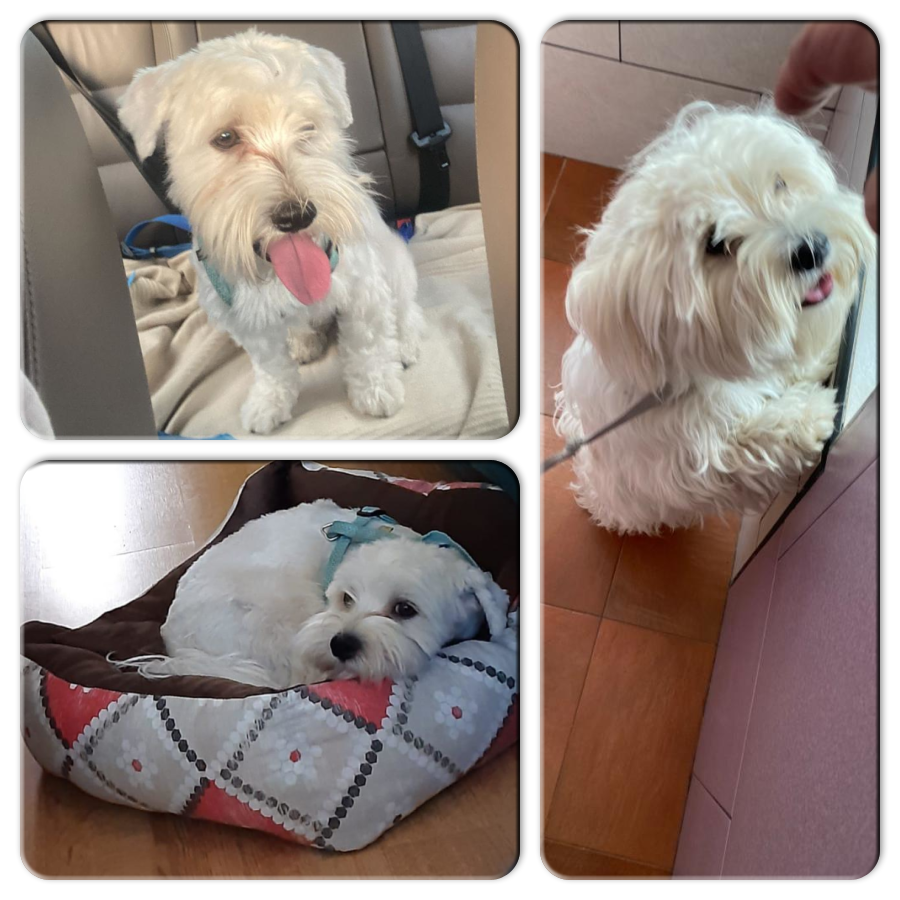NUEVA VIDA ADOPCIONES tweet media