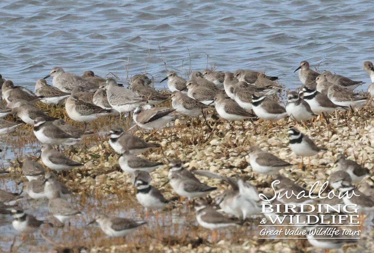 SwallowBirding's tweet photo. Sorting through some images from our birding day last week @EssexWildlife Two Tree Island and discovered this CURLEW SANDPIPER roosting in with the other waders. A great location to get close to winter waders. #birding #essex #twotreeisland #waders https://t.co/S4L4cNiZbO