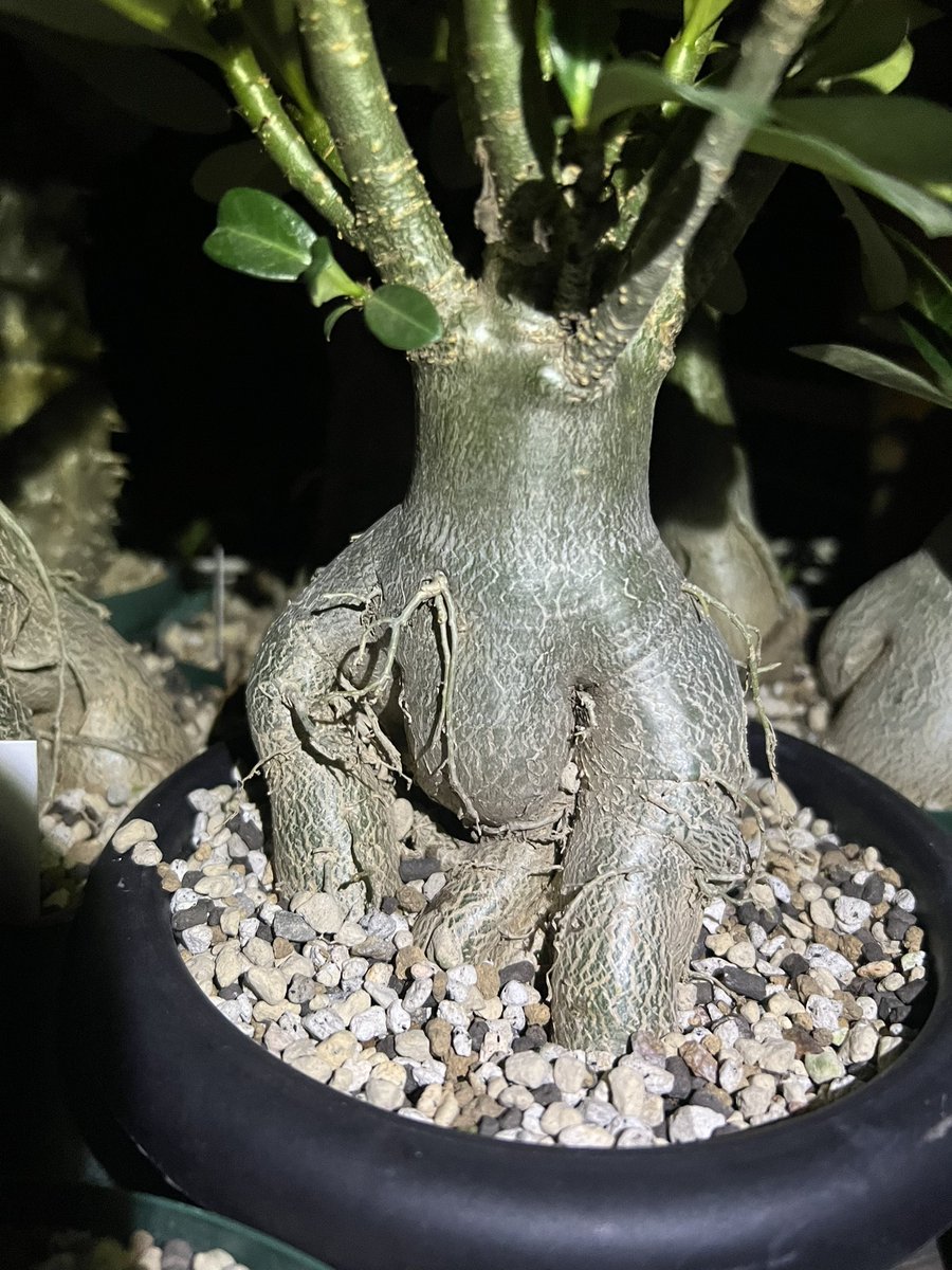 激レア/極太 】アデニウム アラビカム ゴット チャンプ タコ足 仕立て ②