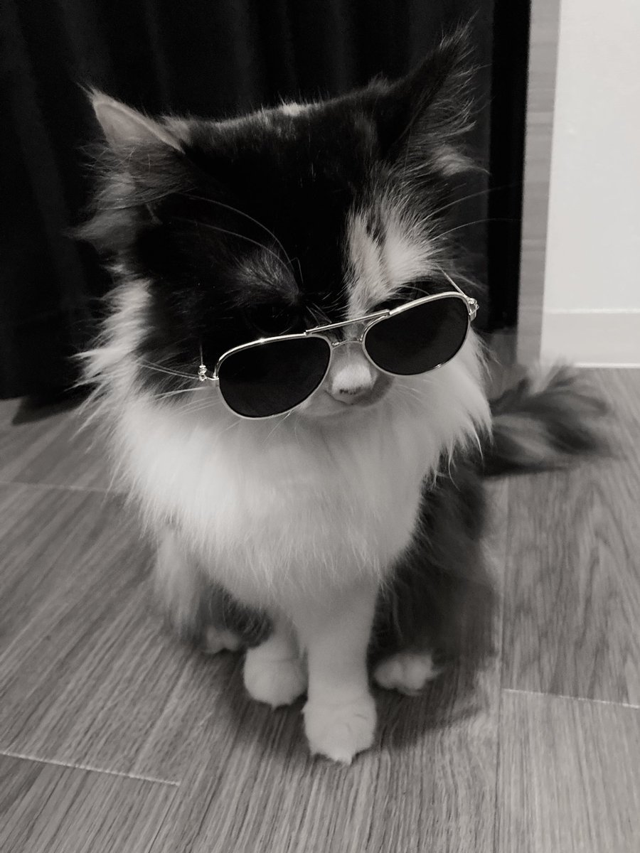 黒猫くくと三毛むぎ (@nez_9090) / Posts / X