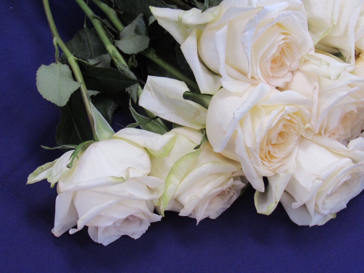 Wiktoria Bilich tweet media