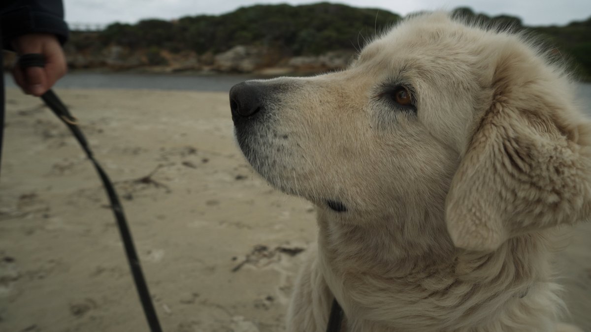 Tonight at 7pm on C31 - tune in for a brand new episode of 'Dog Jobs Australia'. This week - we revisit the site of our very first episode and catch up with the team from the <a href="/WboolPenguins/">Middle Island Penguin Project</a> project.

Don't miss it!

#C31Originals #DogJobsAU #C31Melbourne