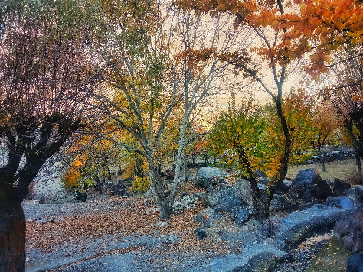 SafdarAS's tweet photo. Autumn beauty of Yasin valley Ghizer ❤️
#autumncolours 
#beautifulgilgitbaltistan https://t.co/zTnhR4LdBn
