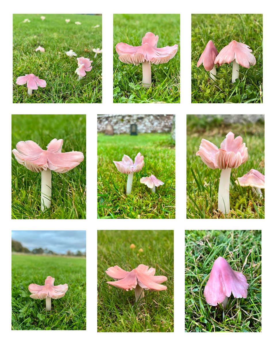 Pirouetting perfectly & ruffling their pink tutus, Ballerina Waxcaps, Porpolomopsis calyptriformis. My first time seeing this utterly gorgeous species & amazingly saw loads of them too!!!!!! 🥰 #MushroomMonday #fungi #FungiFriday #AutumnWatch