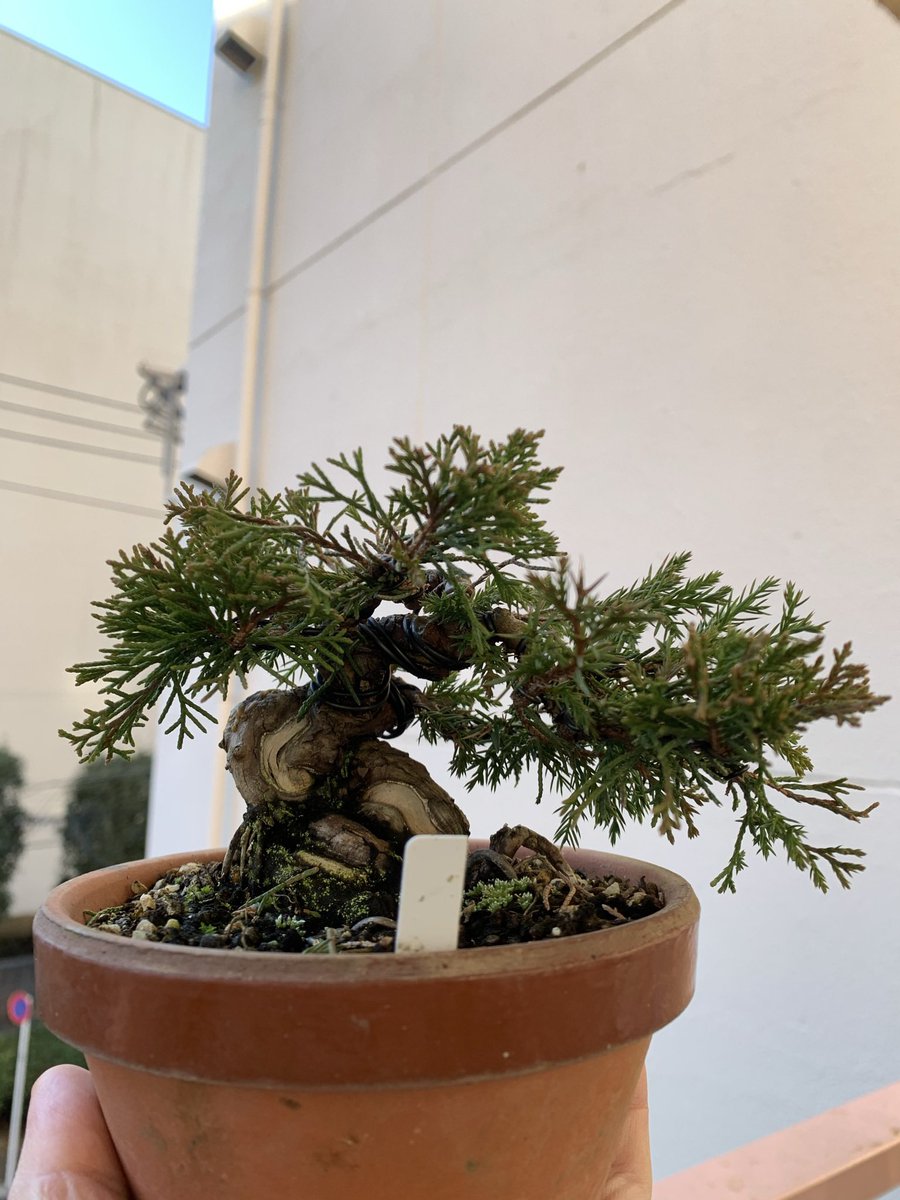 BonsaiSaeglopur's tweet photo. 2年間の進歩。
#盆栽 #bonsai #真柏 #小品盆栽 #Chinesejuniper #juniper https://t.co/Ue09i25KJq